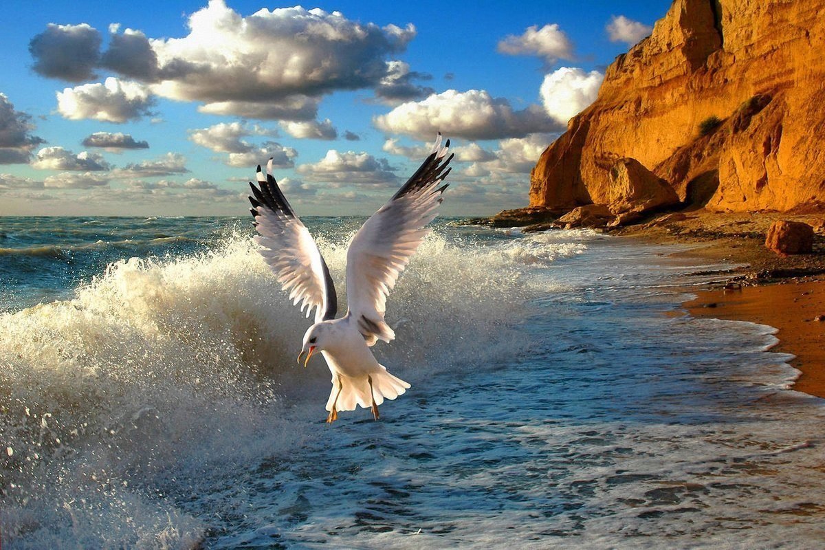 Море, Чайки