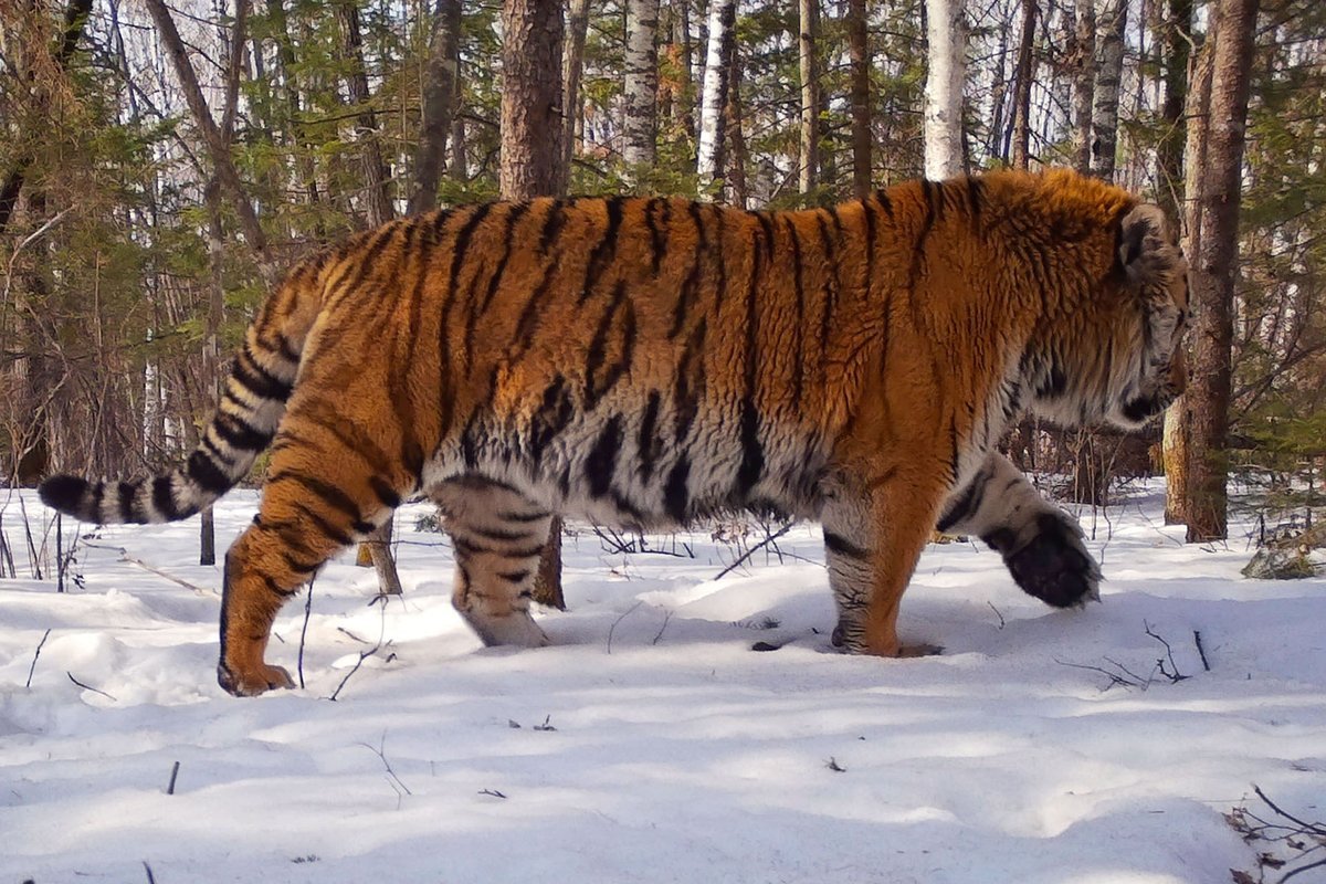 Амурский тигр