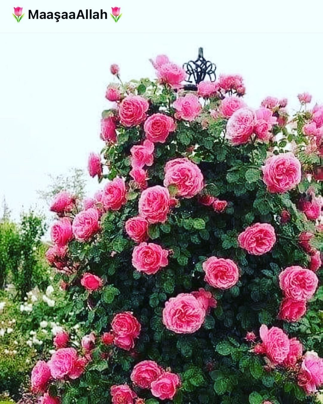 Самые красивые плетистые розы