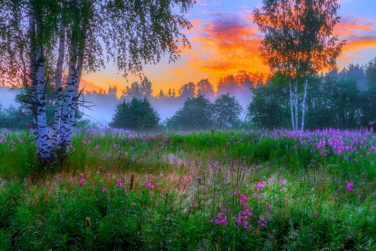 Летний рассвет в лесу
