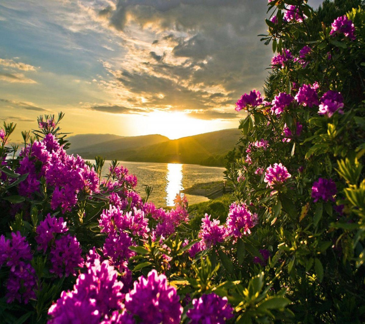Природа цветы