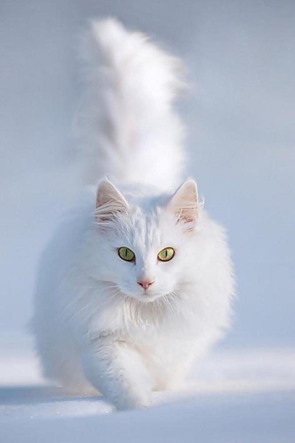 Ангорская кошка
