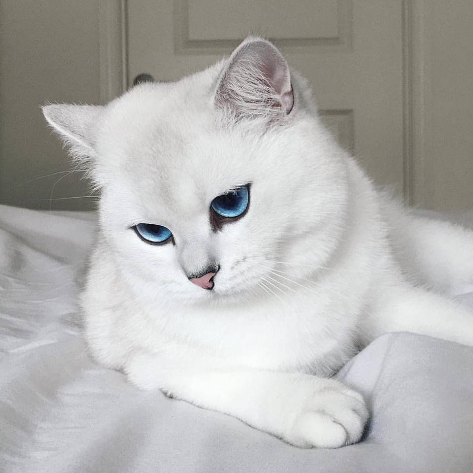 Шиншилла Пойнт Коби