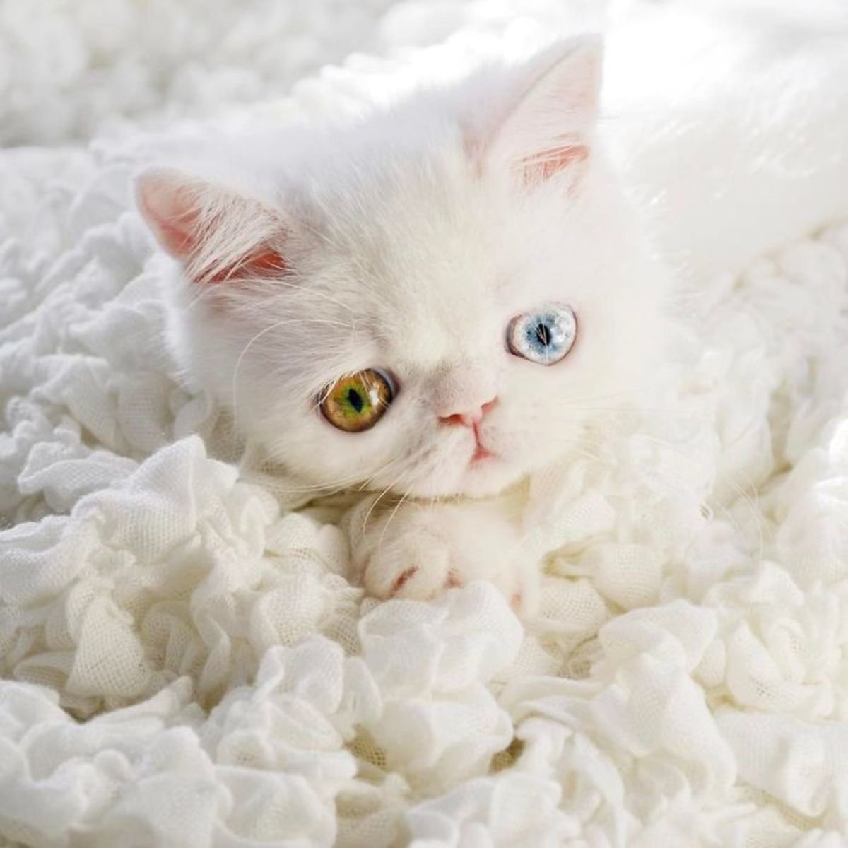 Красивая белая кошечка