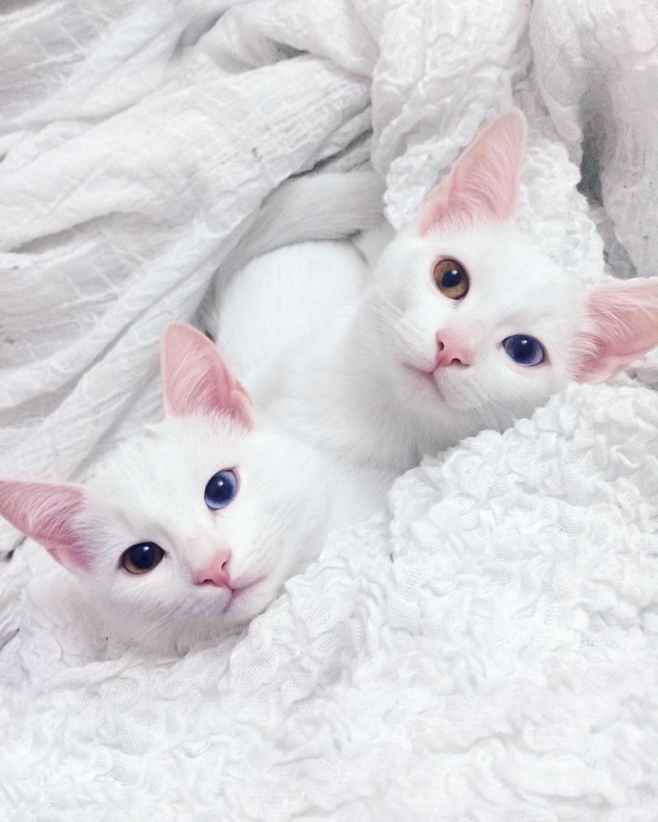 Красивая белая кошка
