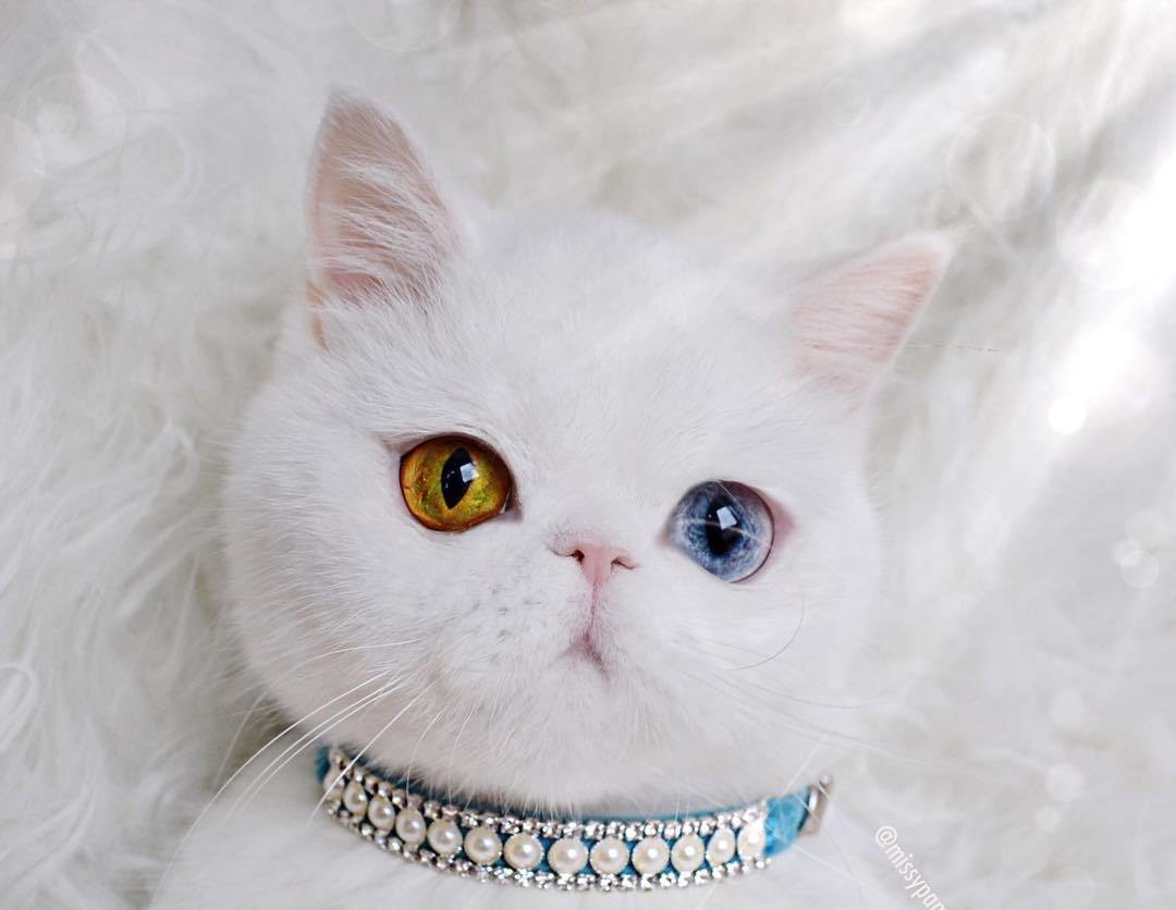 Кошка белая
