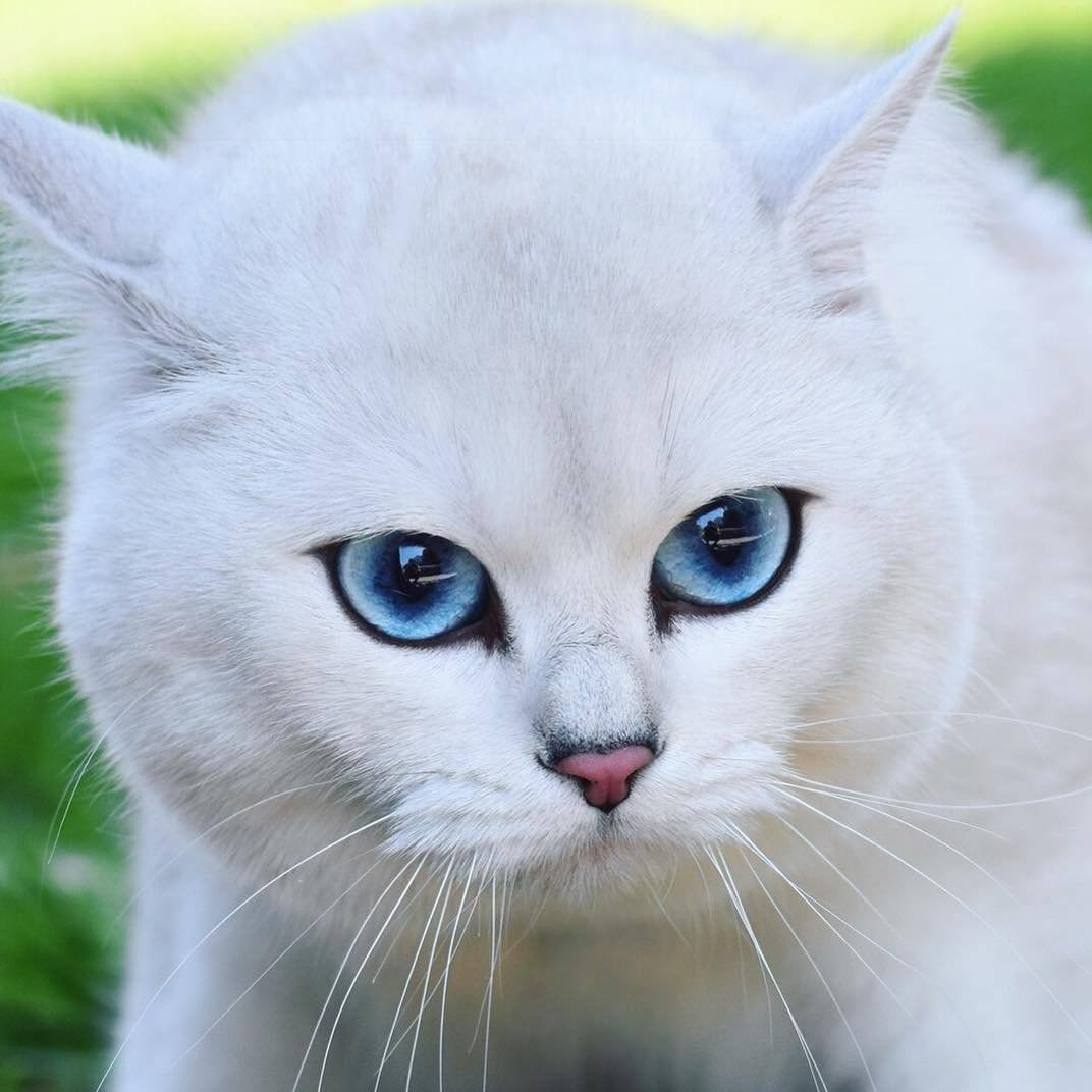 Британский кот Коби