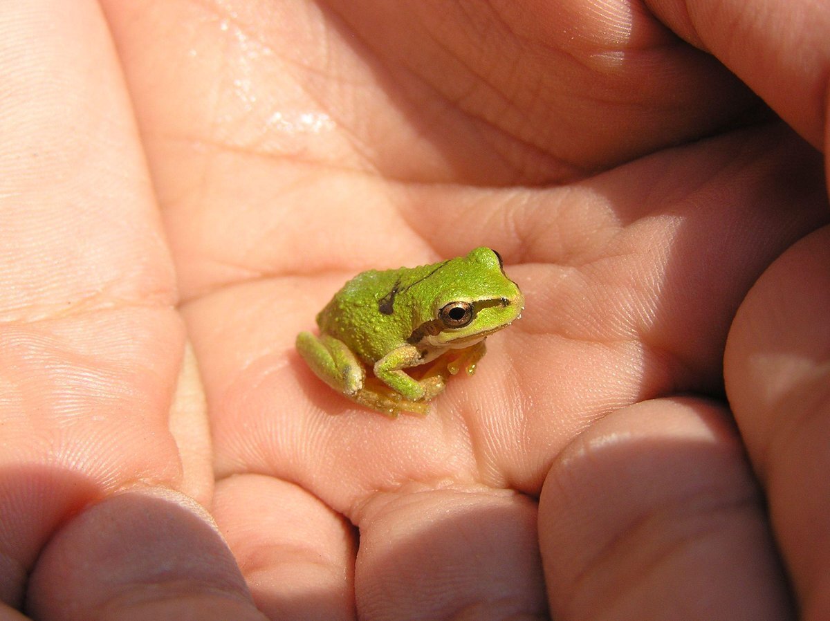 Paedophryne amauensis