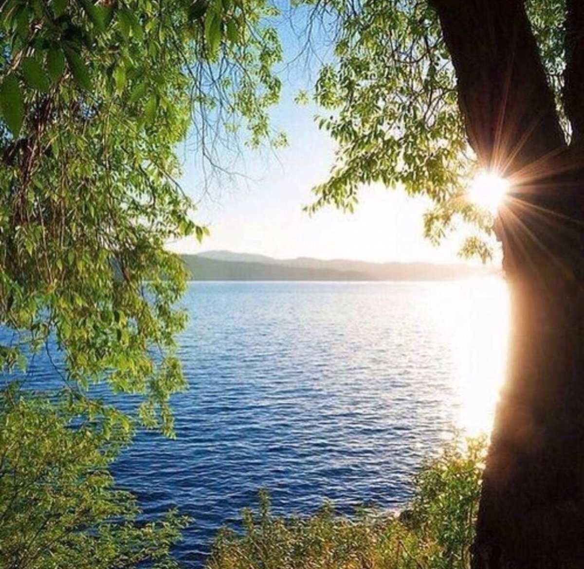 Природа вертикальные