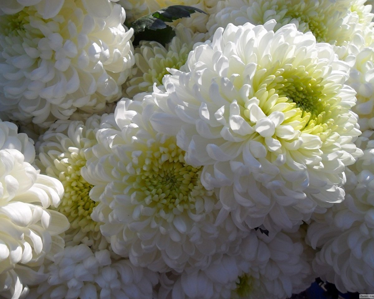 Хризантема Zembla White