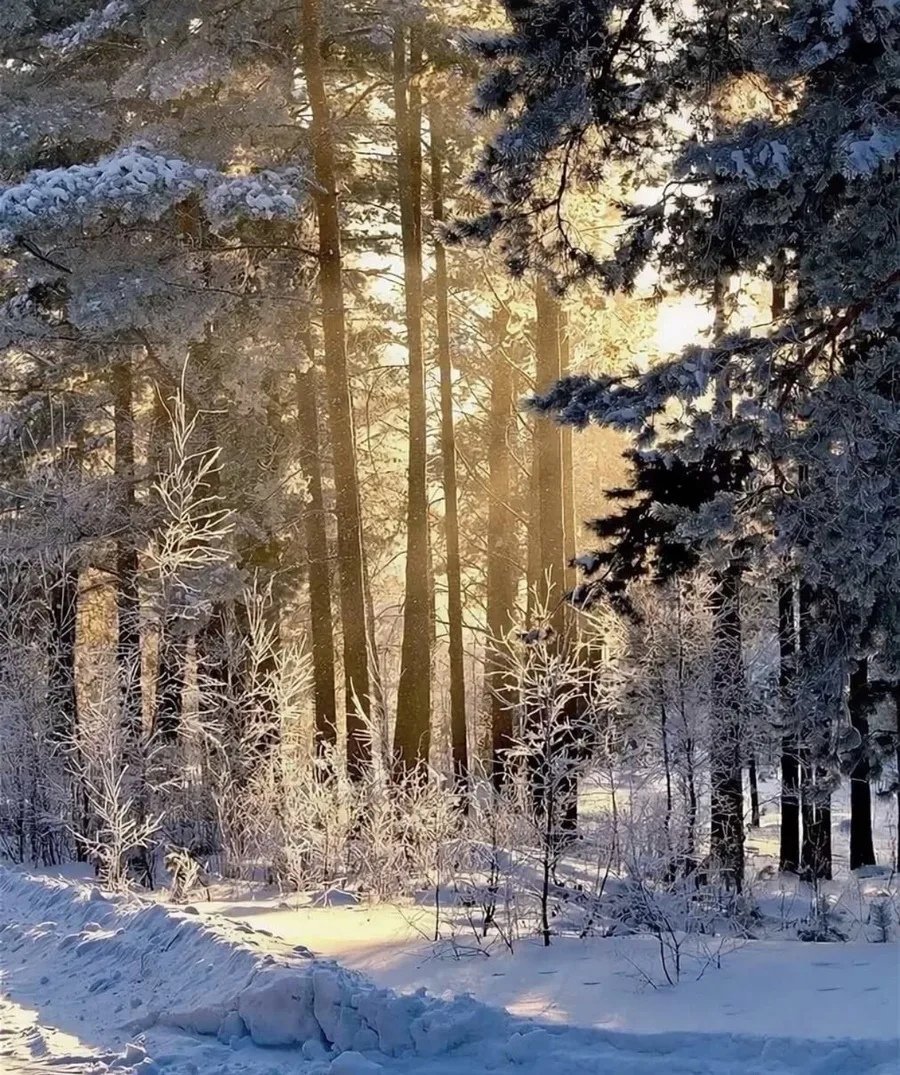 Красивый лес зимой