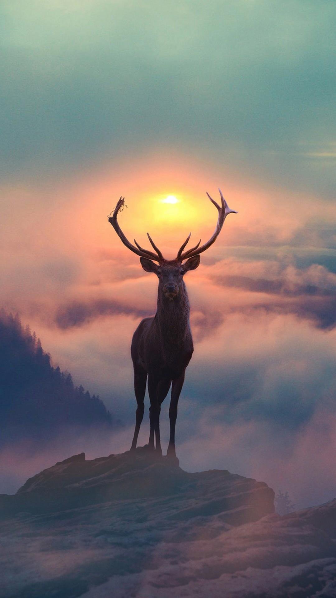 Deer Sun