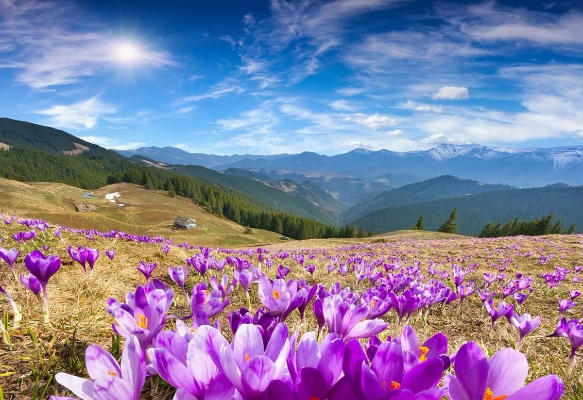 Альпийские Луга Швейцария