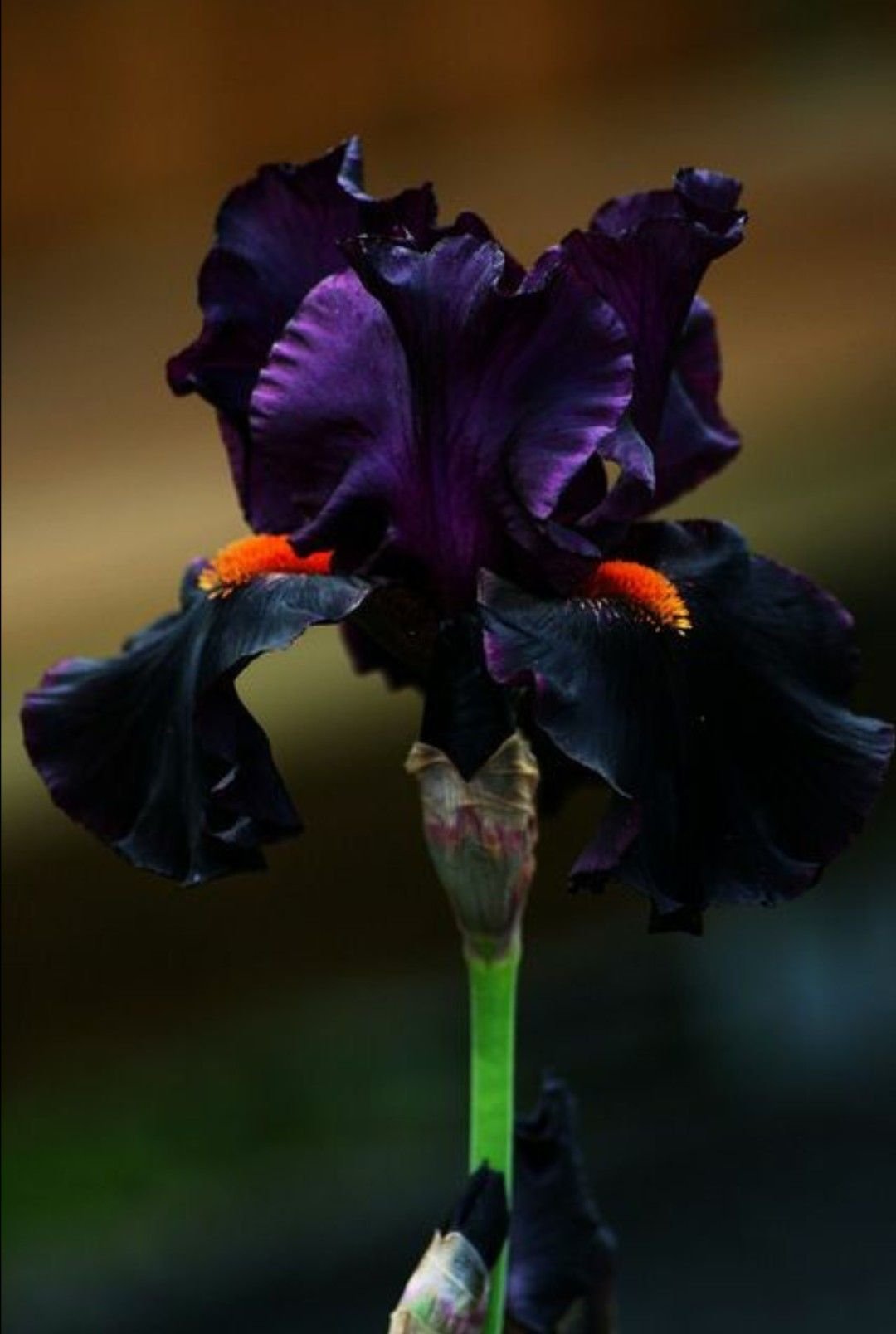 Ирис бородатый Iris Hybrid
