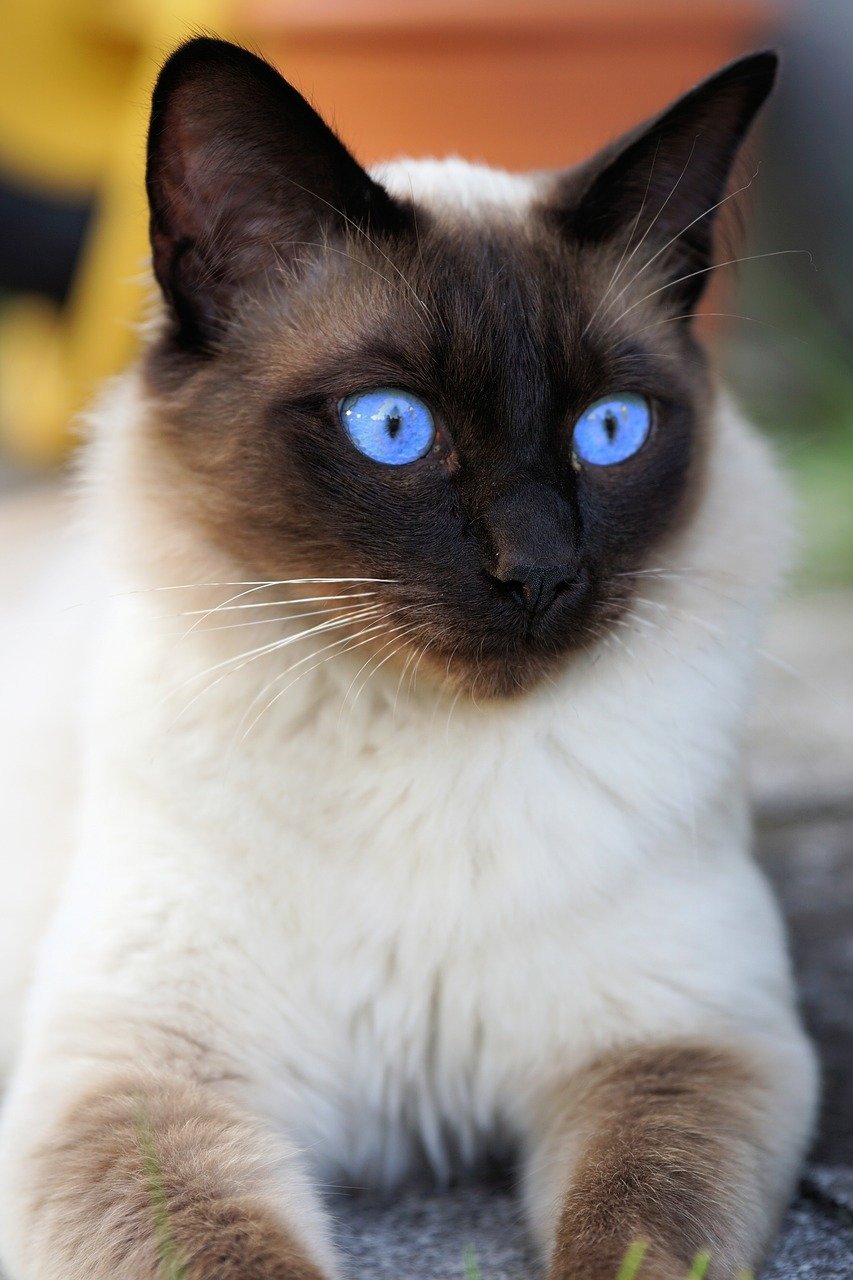 Сиамская кошка