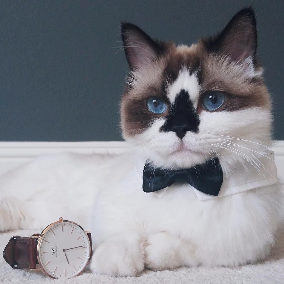Котята Эстетика