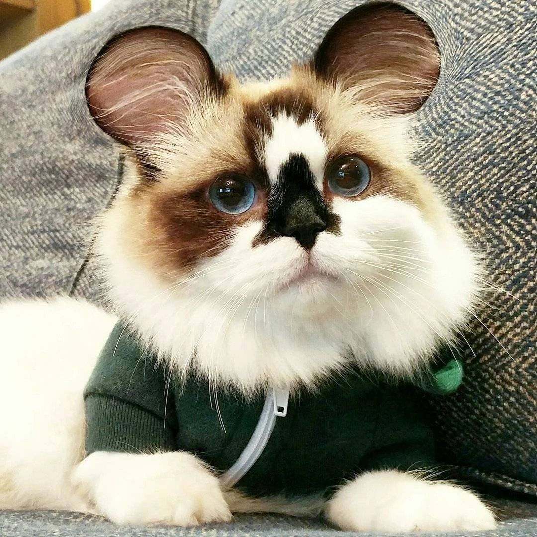 Манчкин сиамский