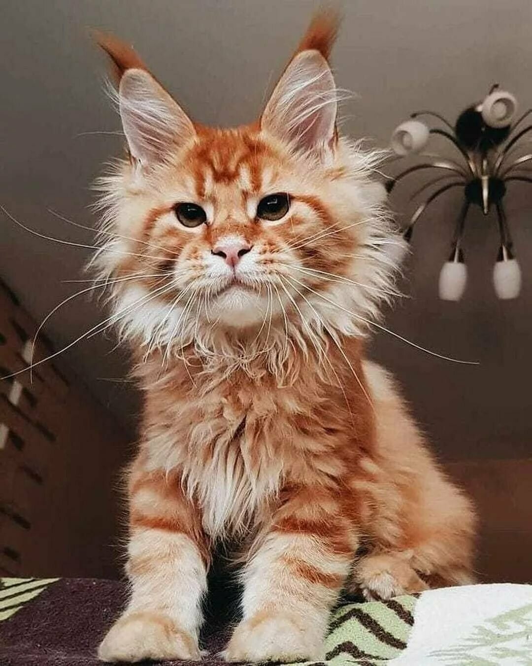 Кот Мейн кун