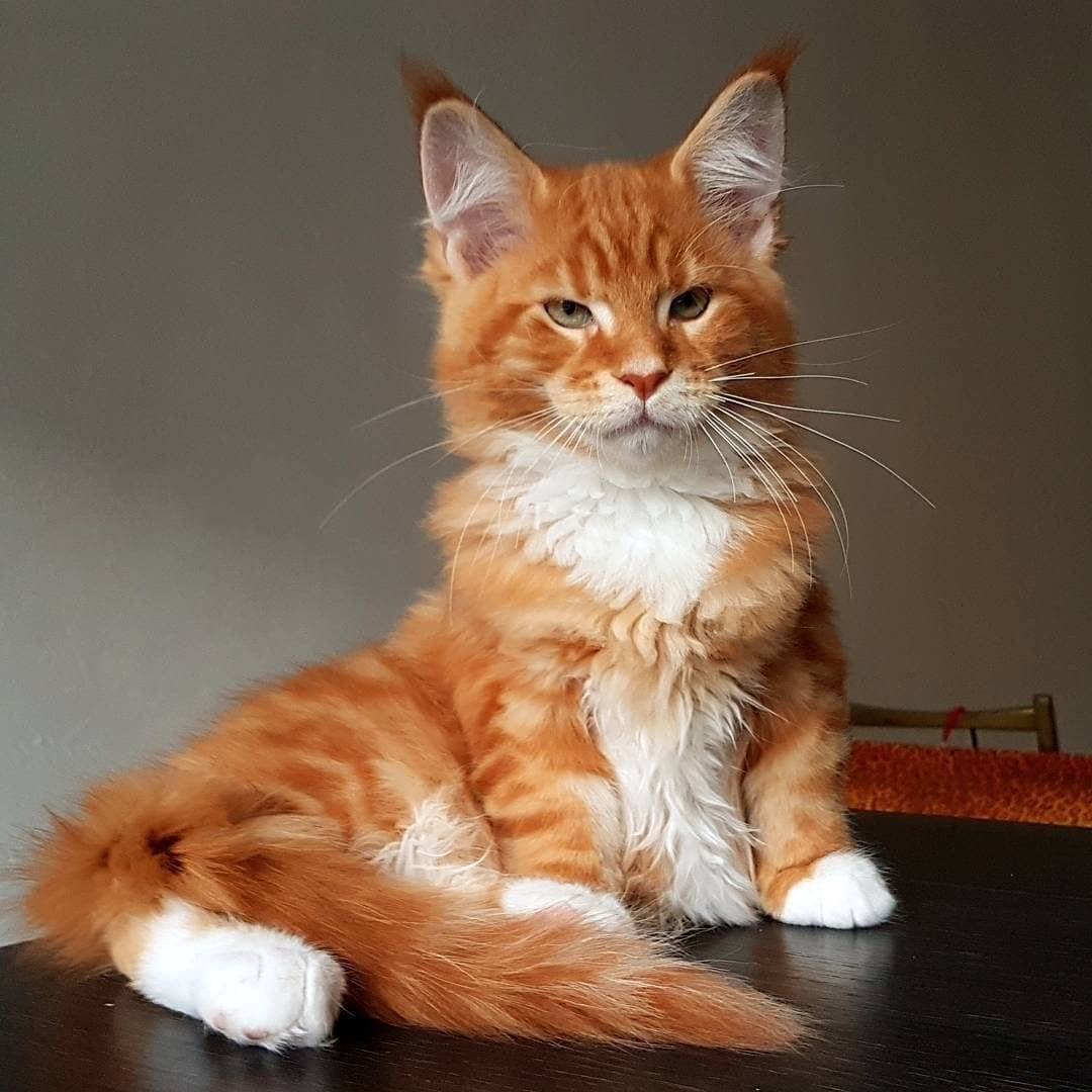 Рыжий кот Мейн кун