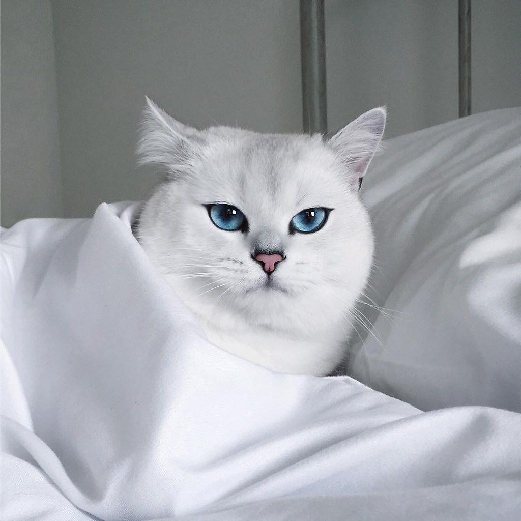 Шиншилла Пойнт Коби