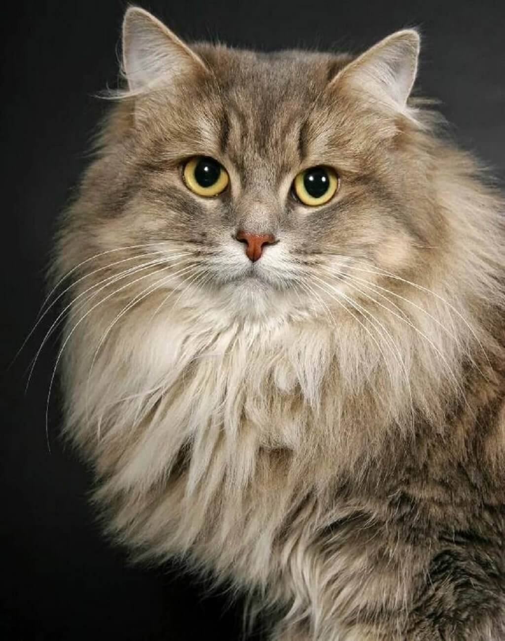 Сибирский длинношерстный кот