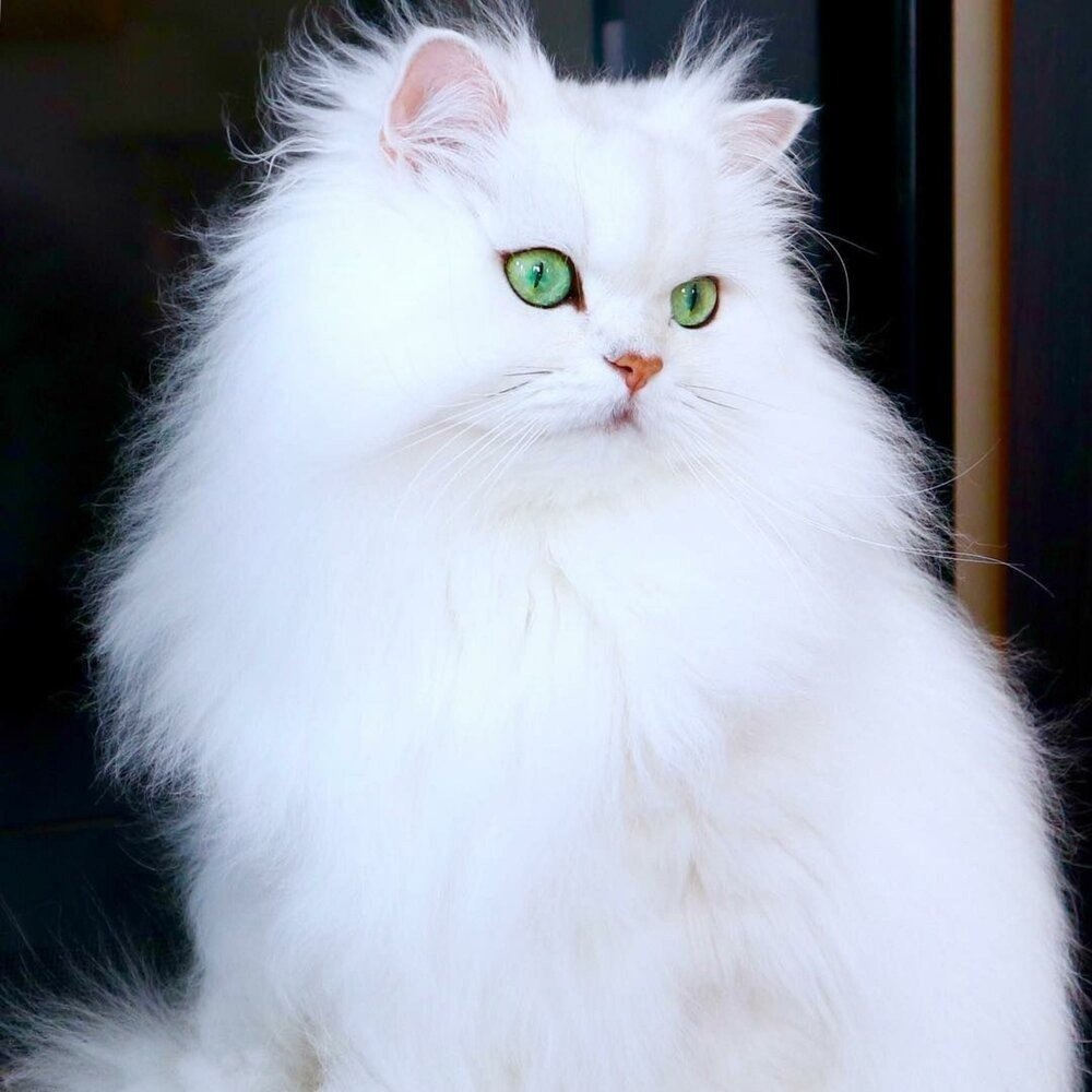 Персидская шиншилла экзот