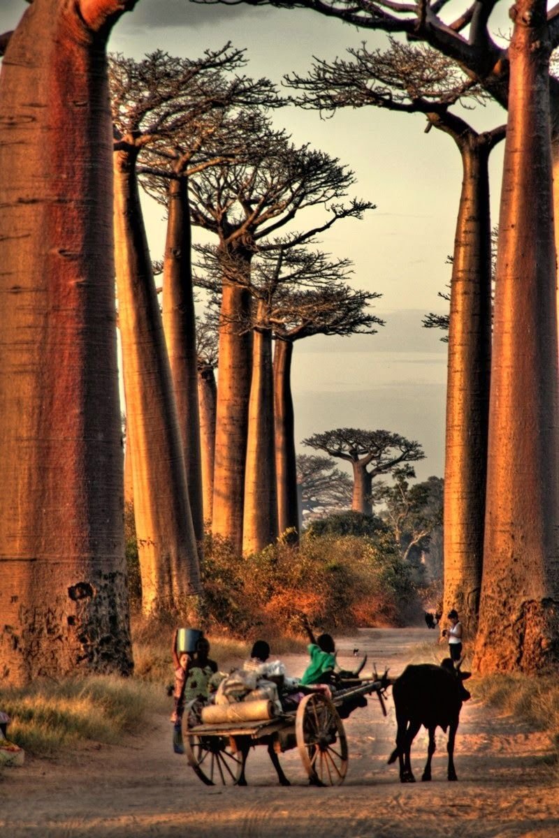 Avenue of the Baobabs Мадагаскар