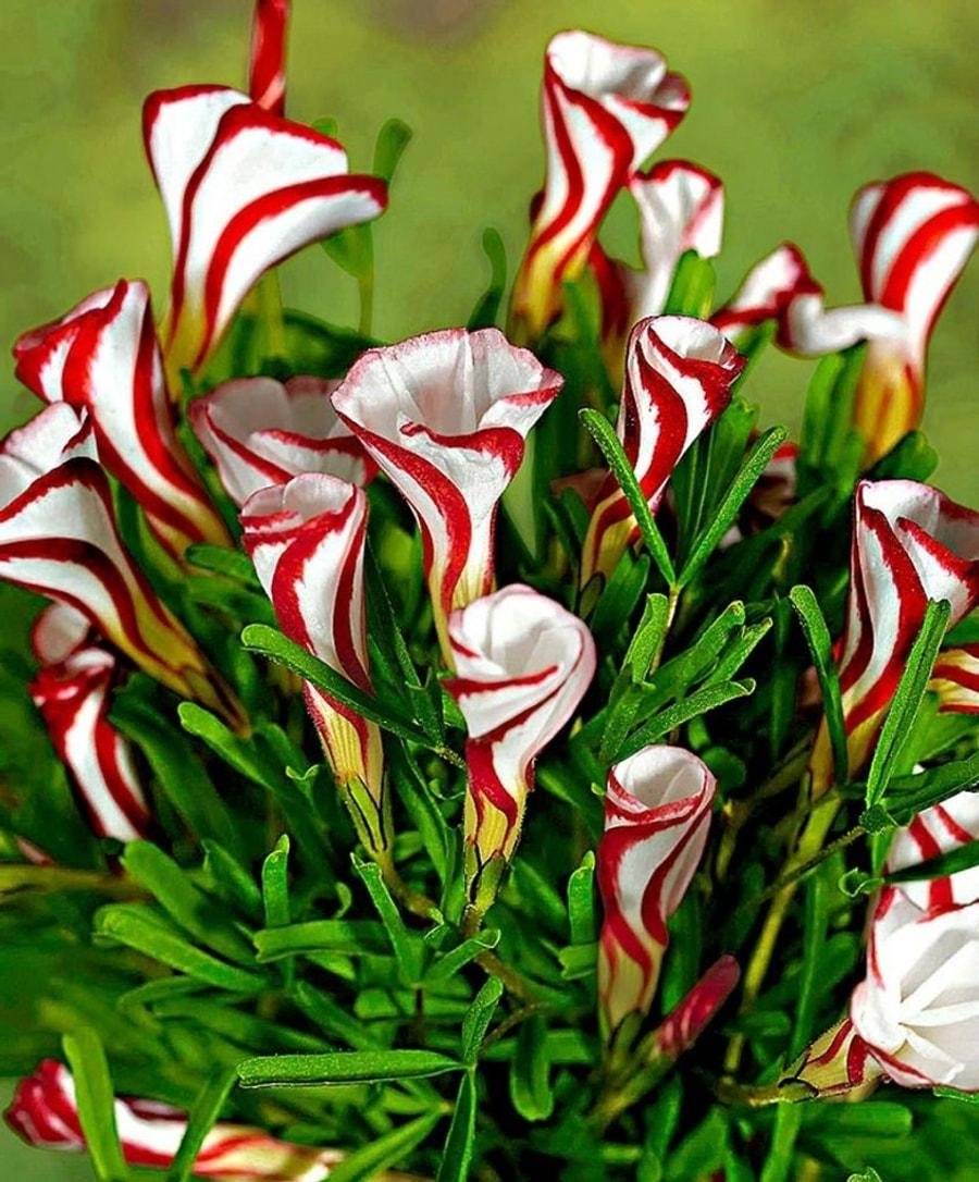 Оксалис versicolor (версиколор)