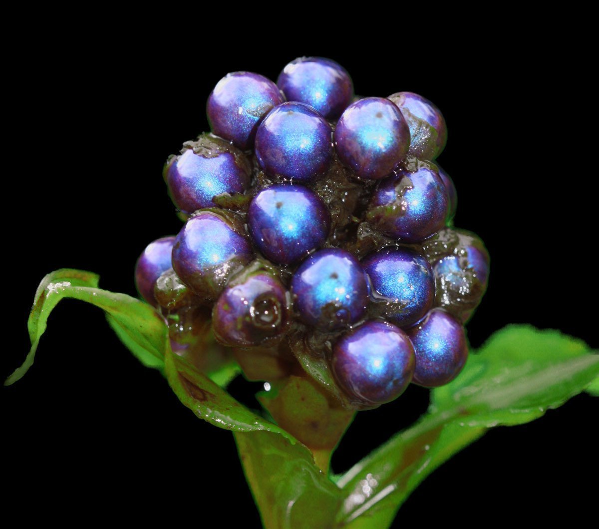 Африканская ягода Pollia condensata