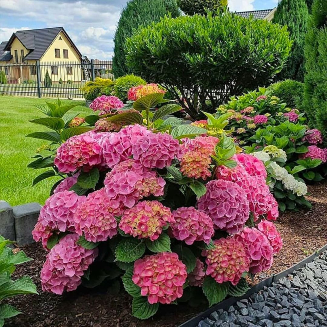 Красивые кустарники для дачи