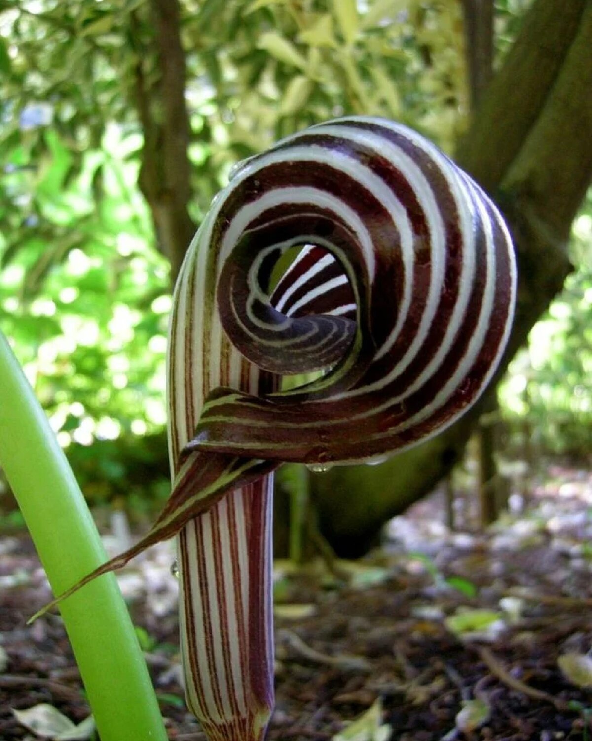 Аризема Arisaema fargesii