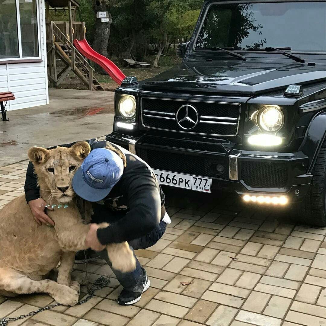 Мерседес Гелендваген тигр
