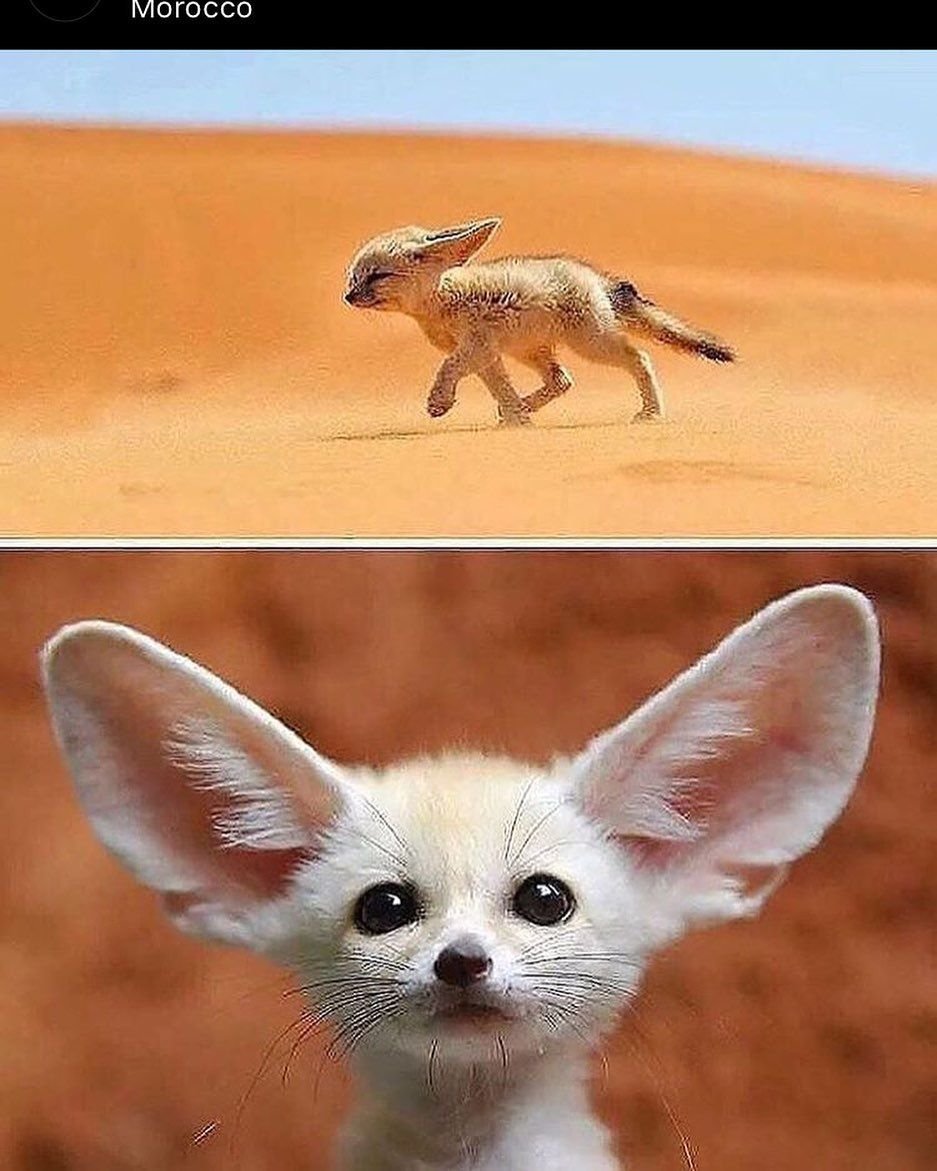 Фенек или фенёк