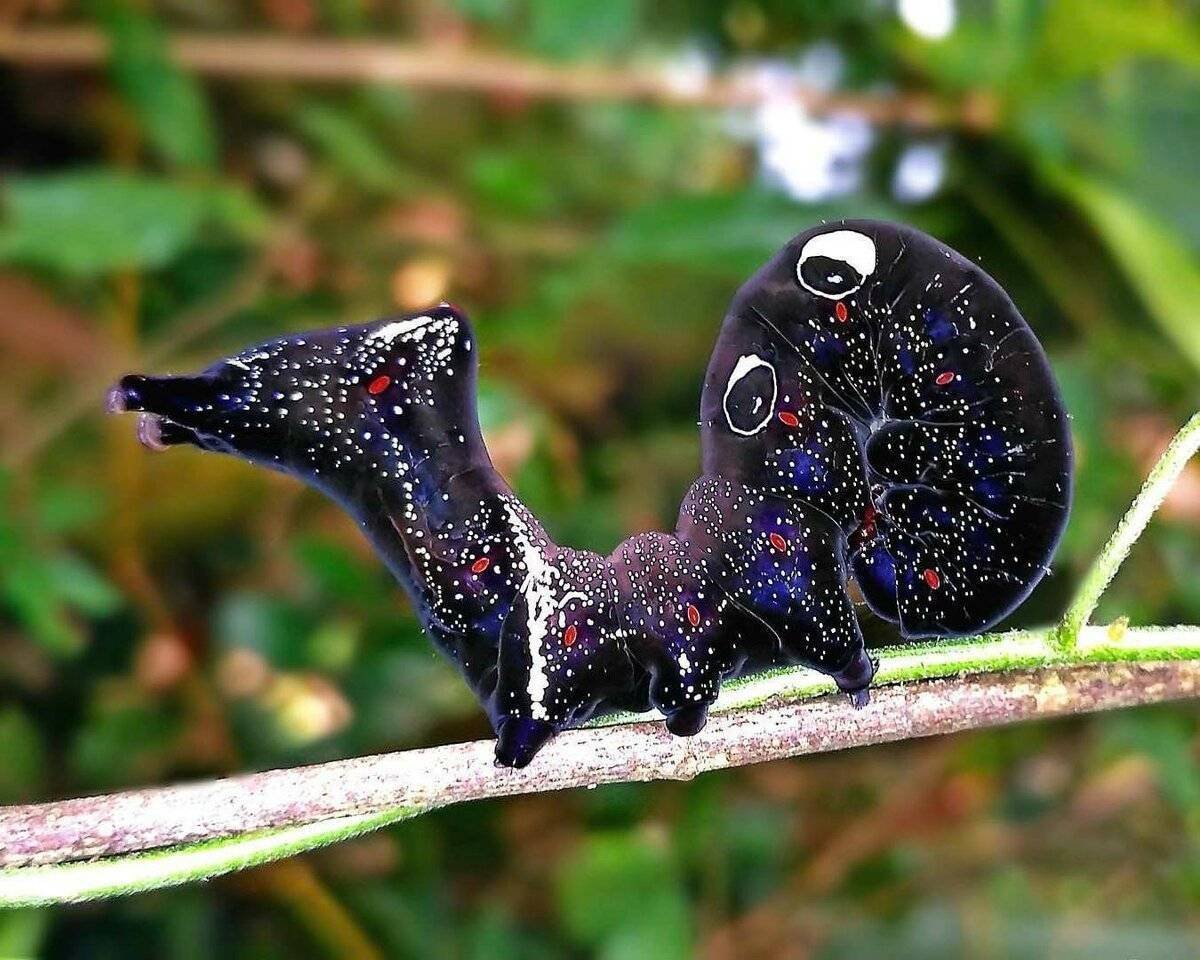 Гусеница Eudocima phalonia