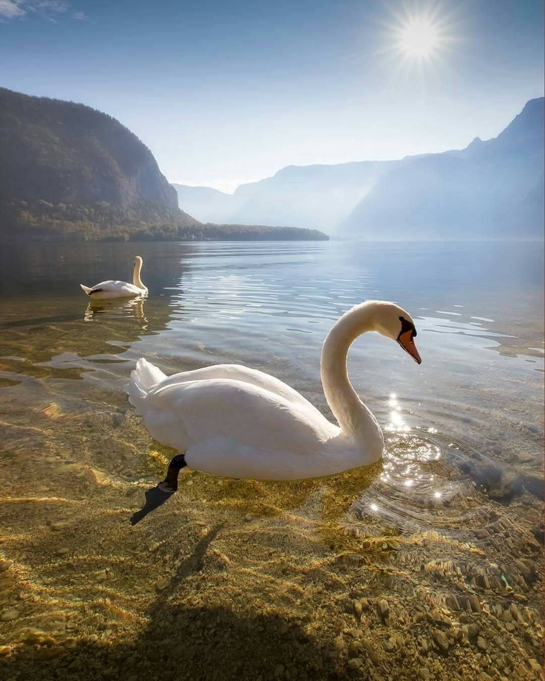 Красота природы и животных