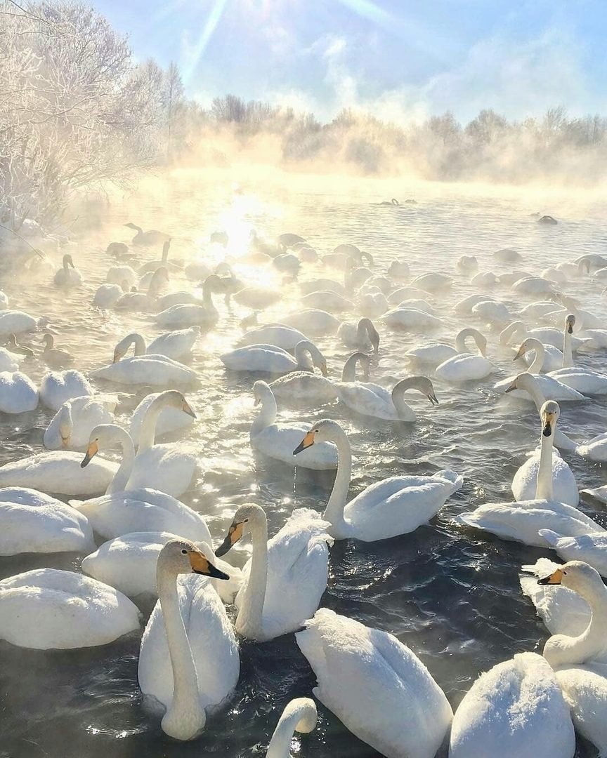 Лебединое озеро Алтайский край