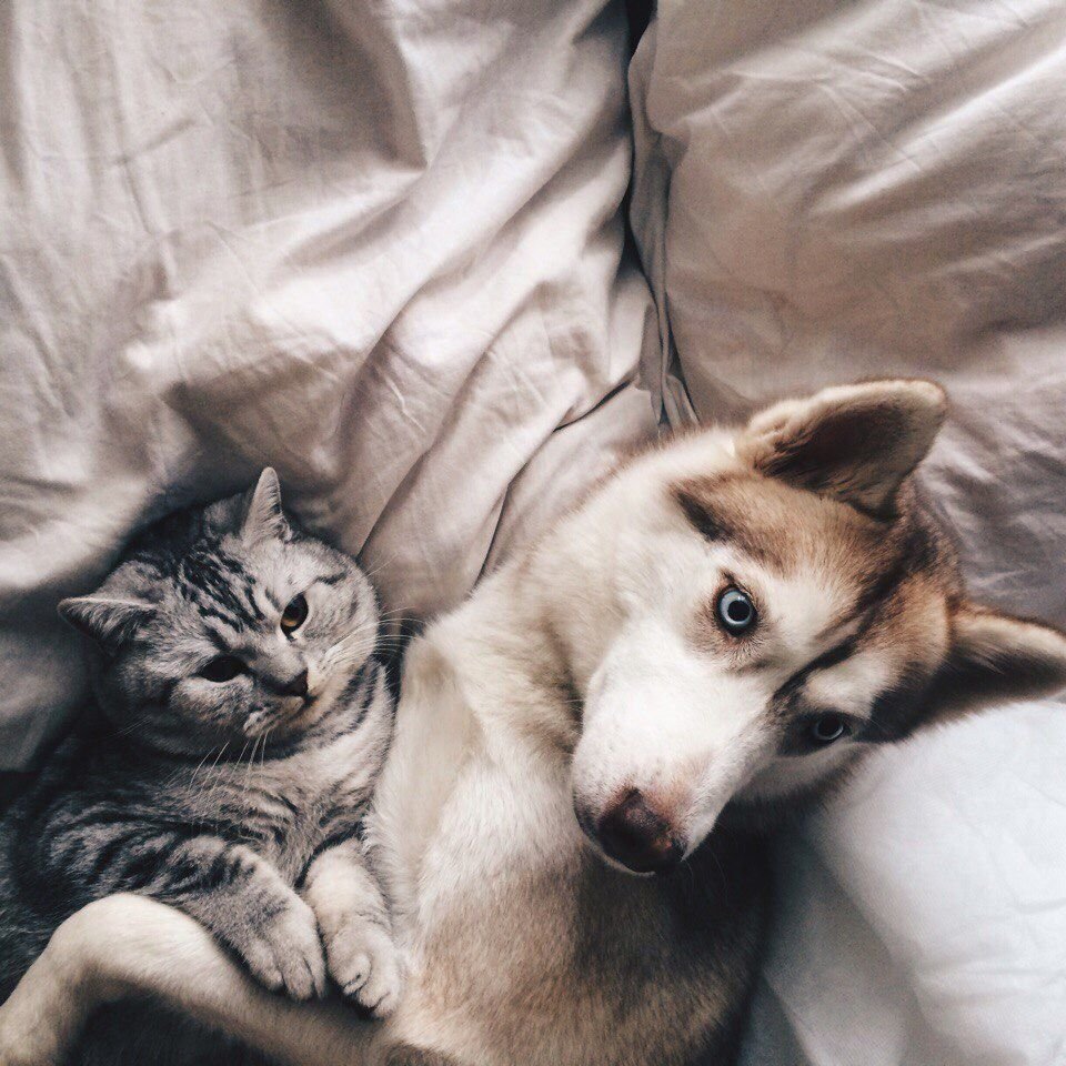 Хаски и кошка