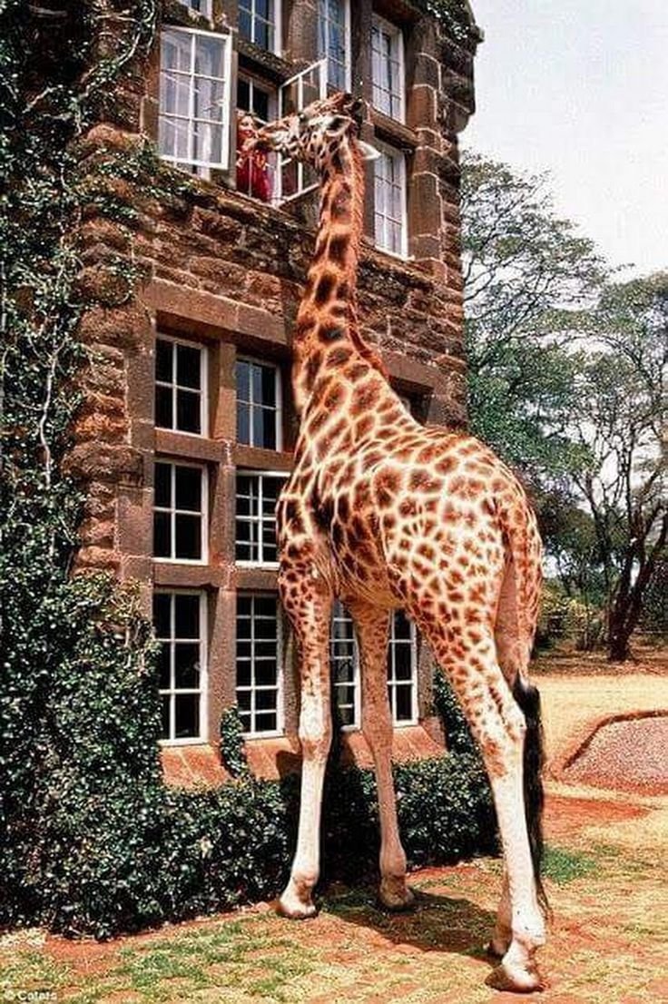Отель Giraffe Manor, Кения