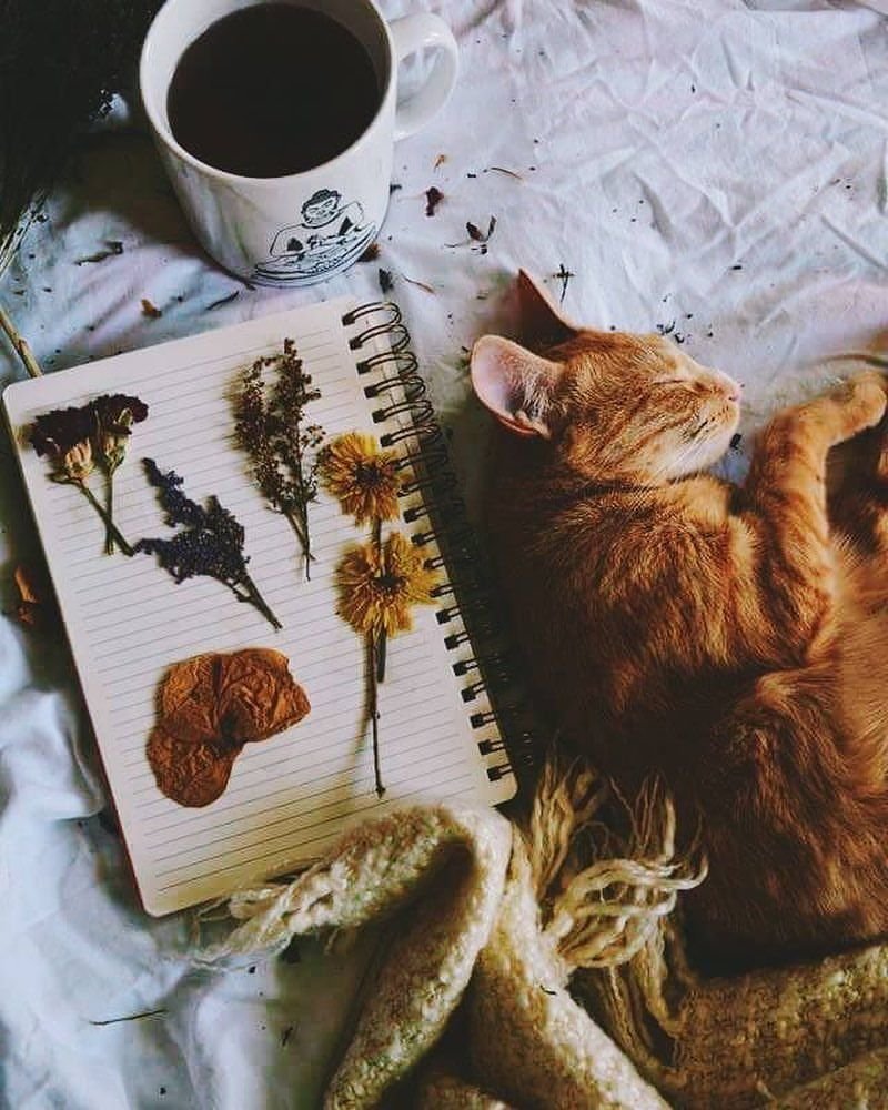 Животные дома
