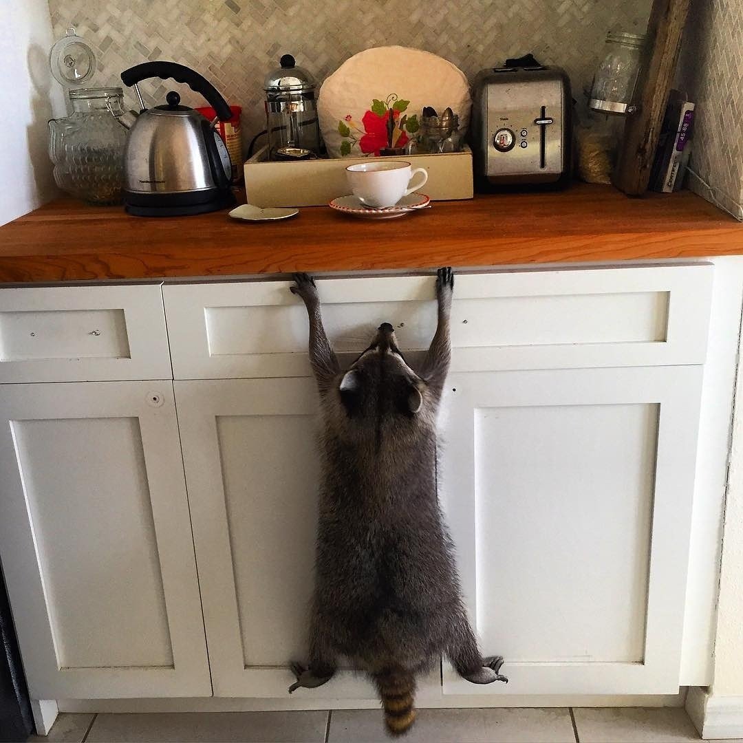 Енот на кухне
