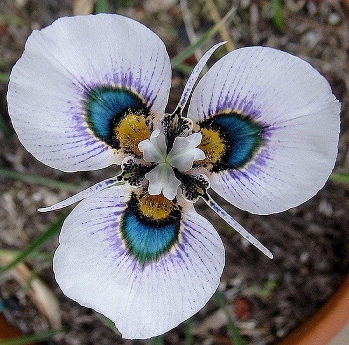 Moraea южноафриканская