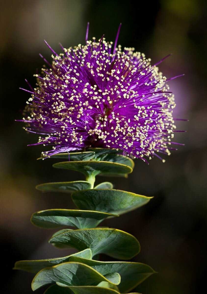 Eremae violacea