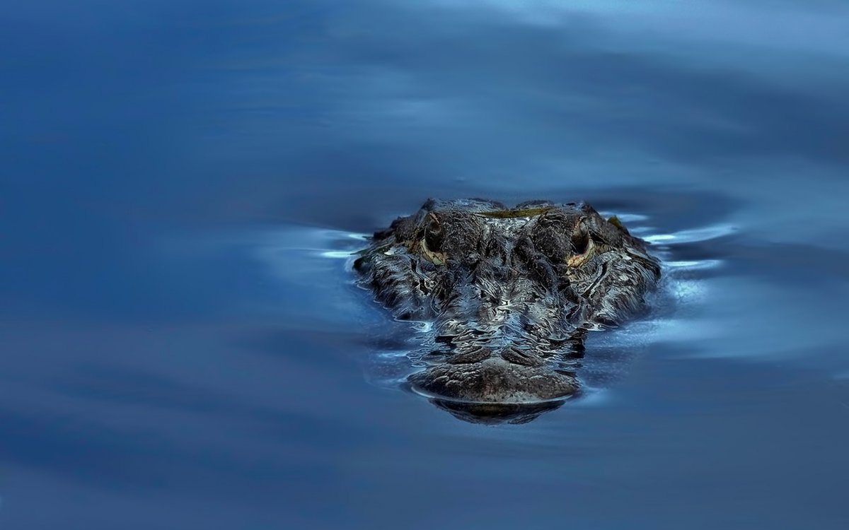 Аллигатор в воде
