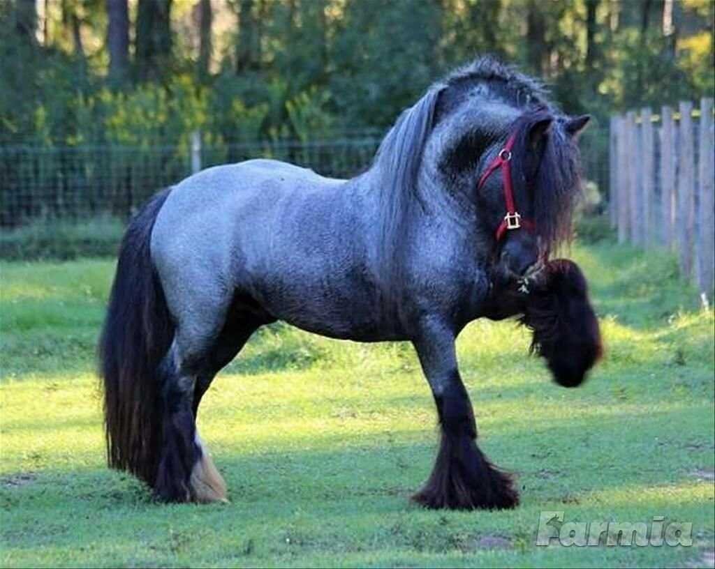 Бельгийский тяжеловоз Шайр