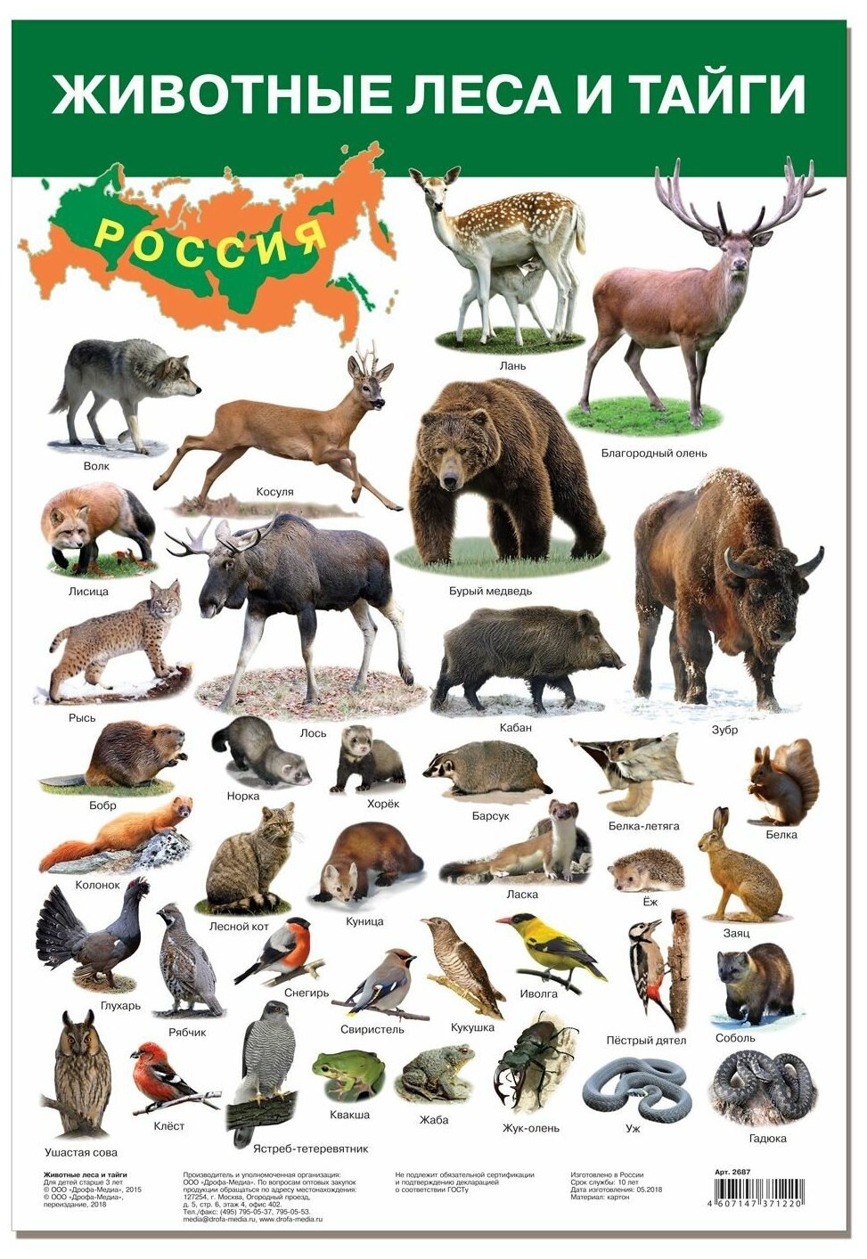Животные леса России