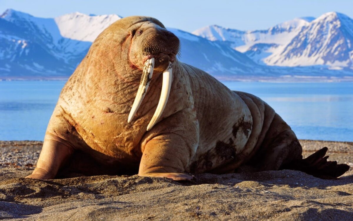 Тихоокеанский морж (Odobenus rosmarus divergens)