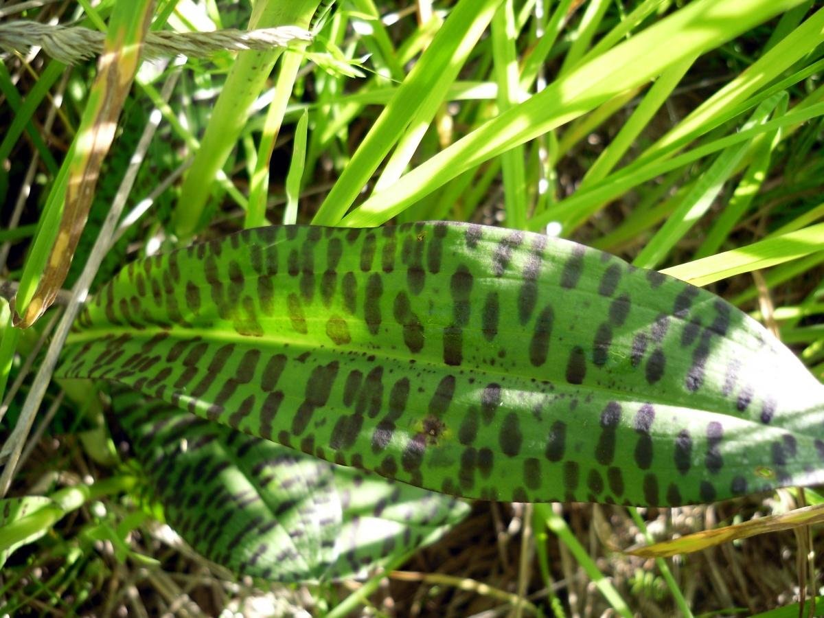 Maculata пятнистая