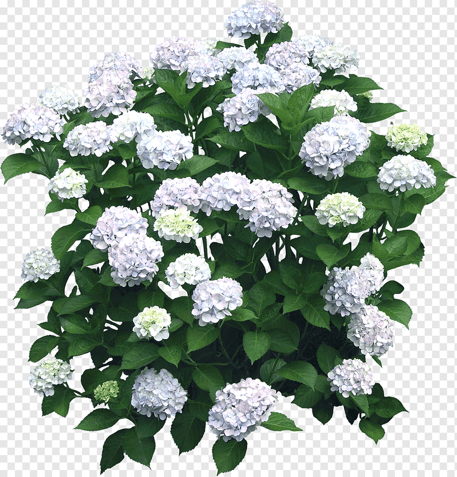 Цветочный кустарник гортензия