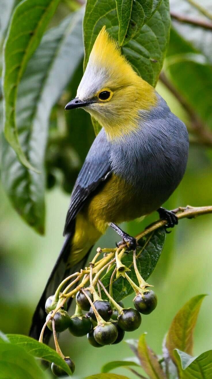 Long-tailed Silky-Flycatcher