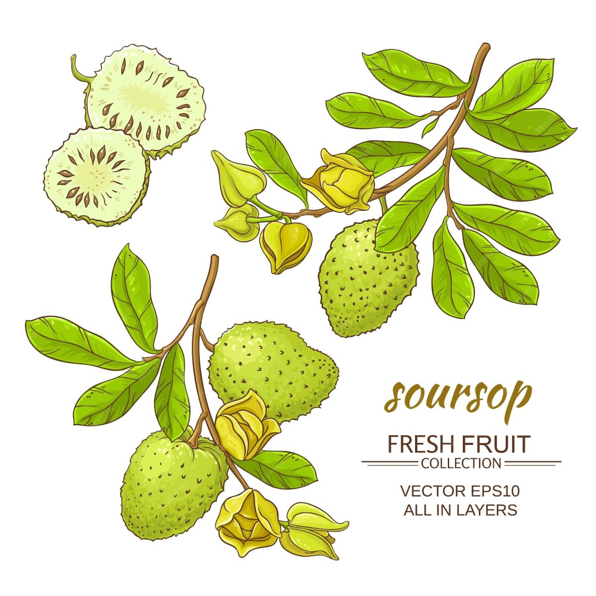 Soursop vector